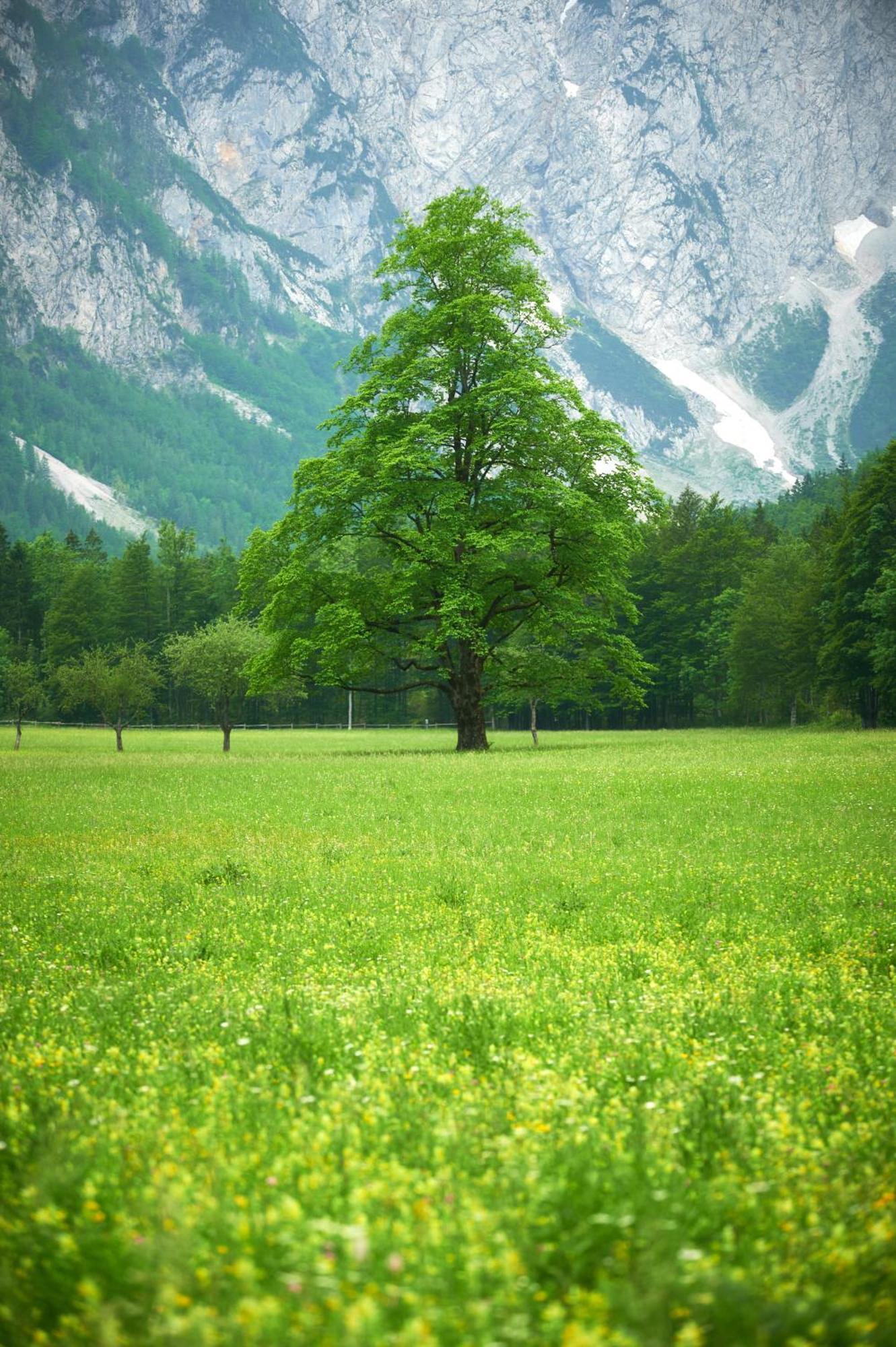 Hotel Plesnik Logarska Dolina Solčava Екстериор снимка